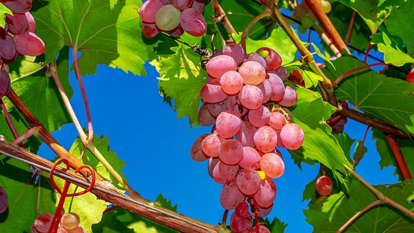 Jóízűen akart falatozni, de a nő sokkal húsosabb dolgot talált a szőlőben