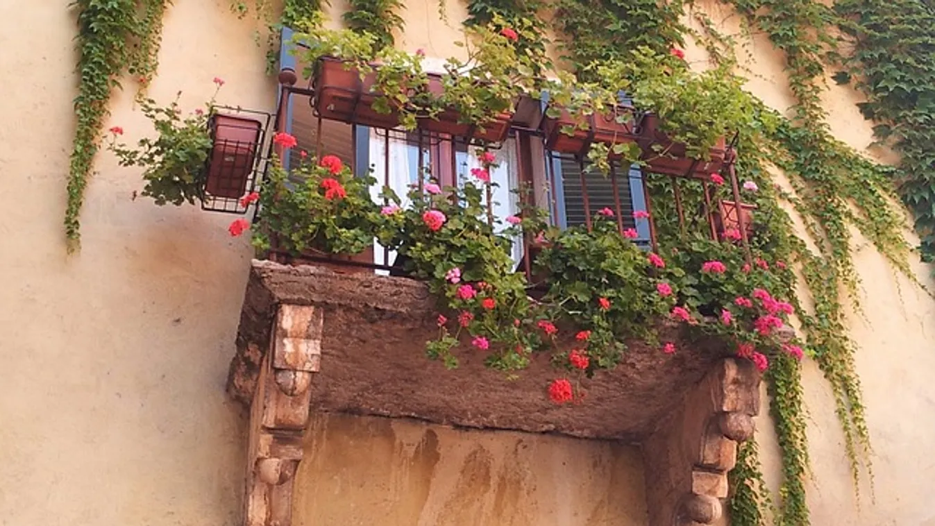 Ezt ültesd a teraszodra, hogy végre békén hagyjanak a szúnyogok