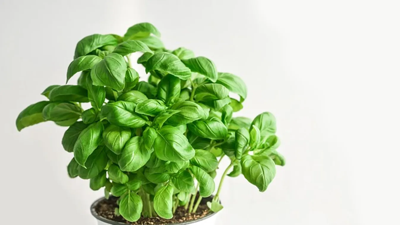 Szeretnél olcsón rengeteg bazsalikomot? Itt egy jó ötlet