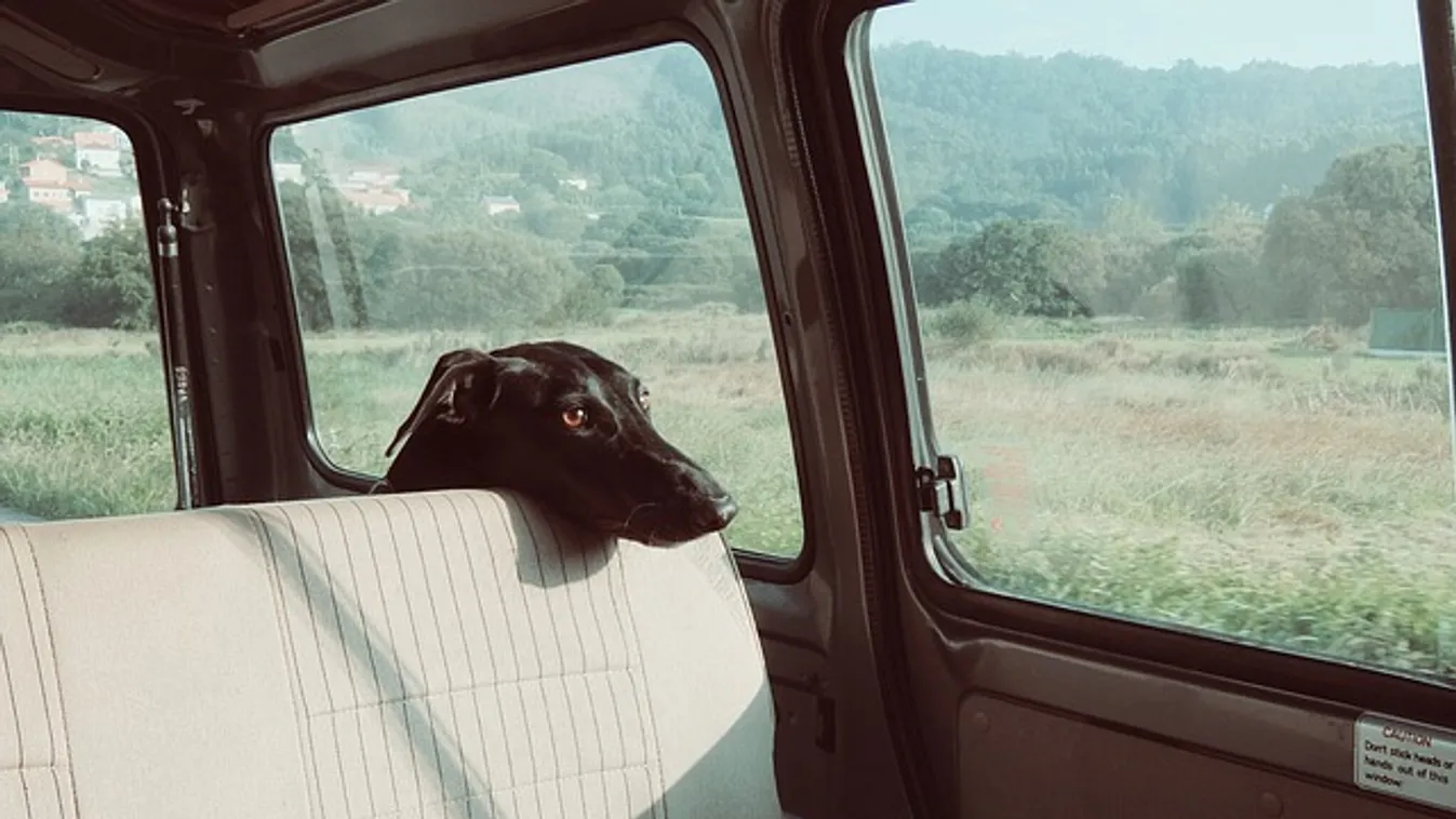 Durva, mit tett a tacskójával egy férfi Budaörsön