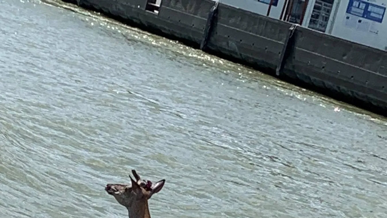 Rendőrök üldözték a szarvast Budapest szívében