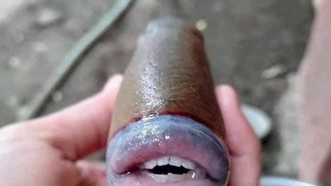 Hátborzongatóan bizarr, emberszájú halat találtak nagy fogakkal