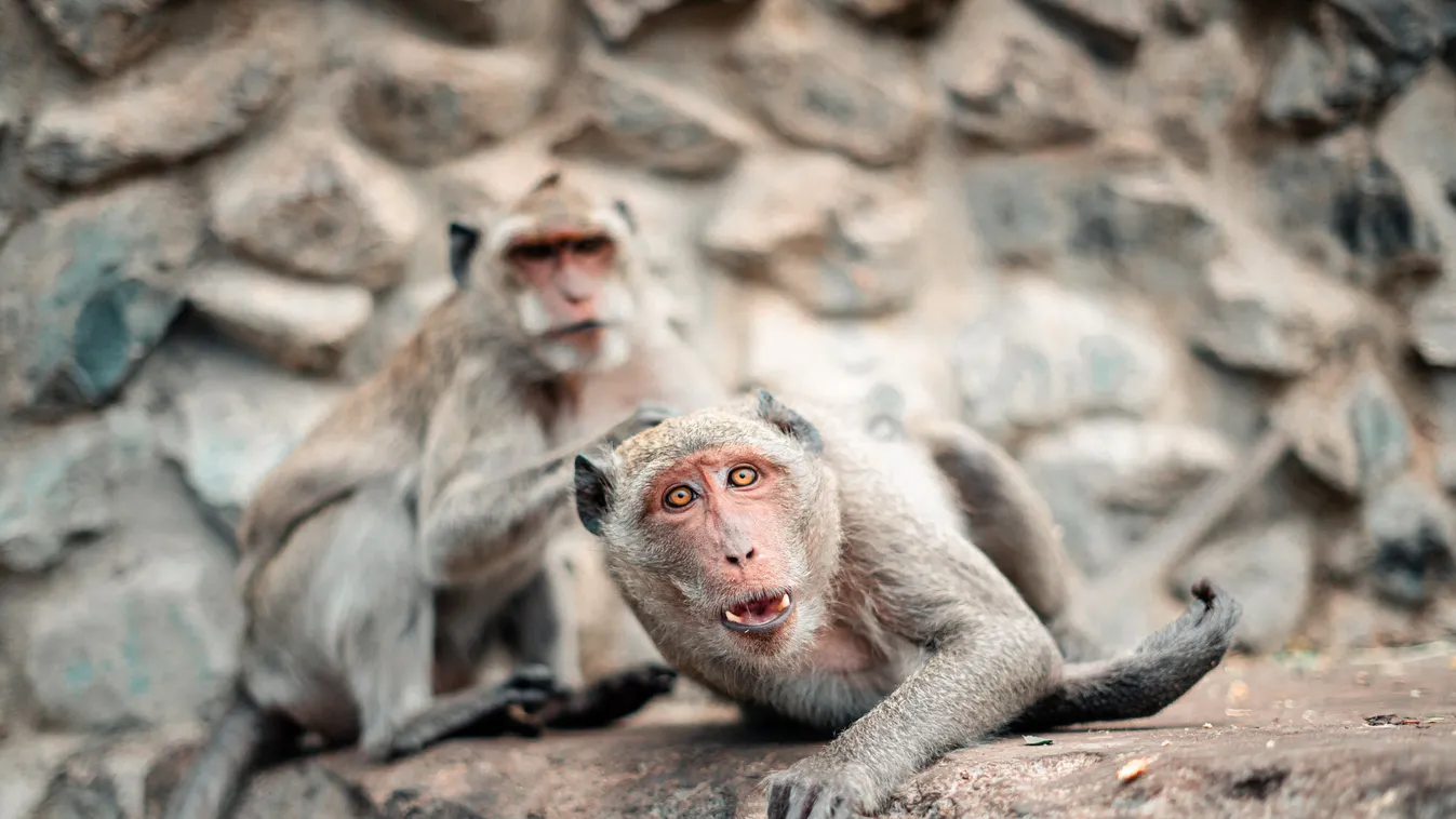 Sokkoló hírről rántották le a leplet: Majom B-vírus okozta fertőzésben halt meg egy férfi Kínában
