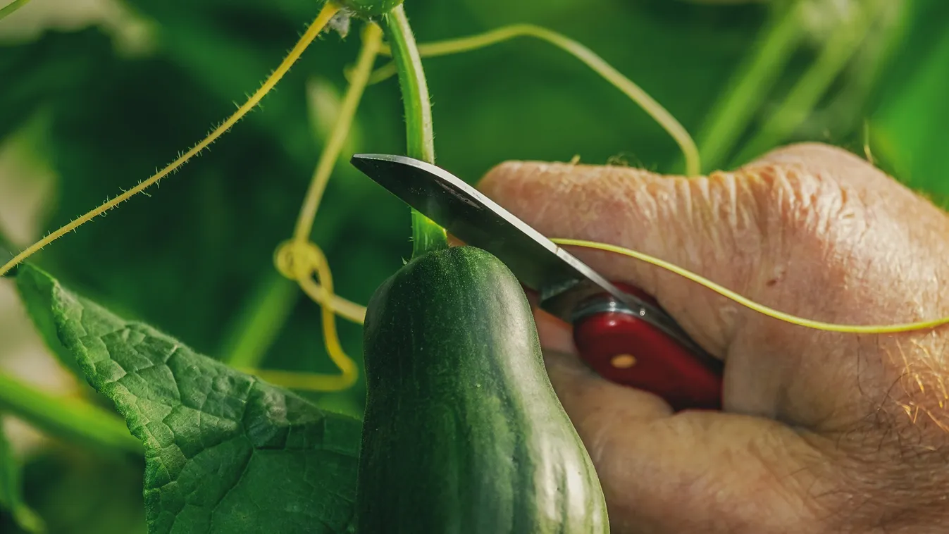 Ezért lesz keserű az uborkád, erre érdemes figyelni