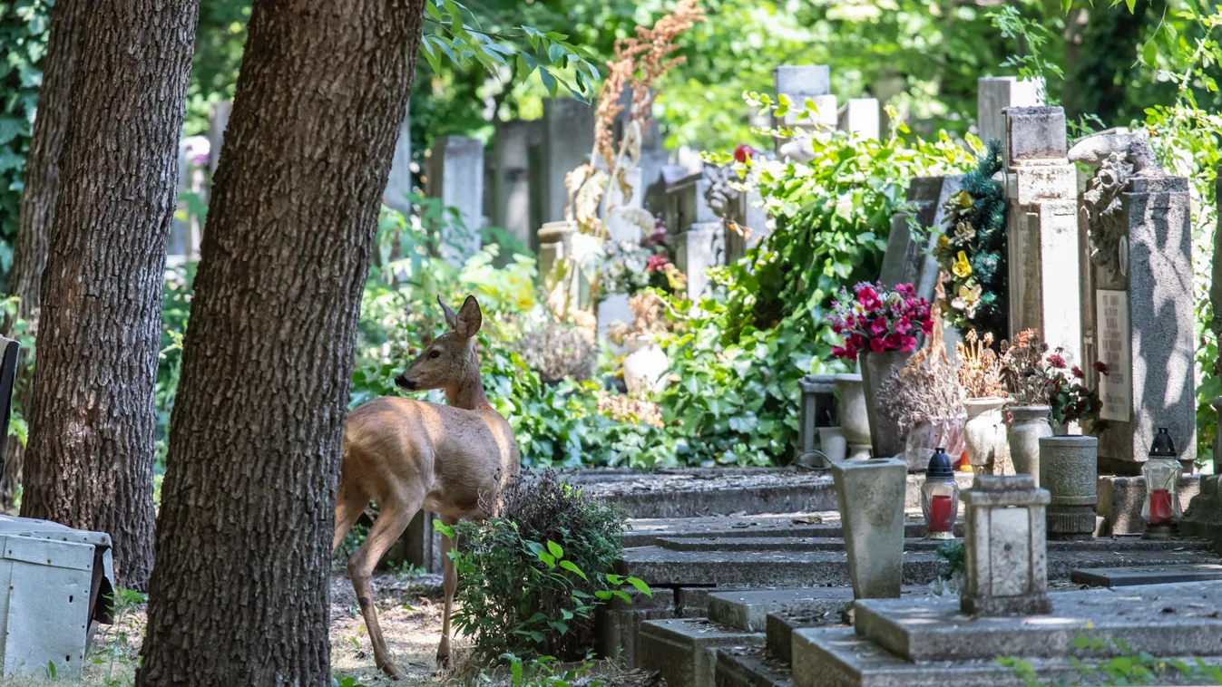  Visszavették a vadak az új köztemetőt, őzikék legelnek a sírok között