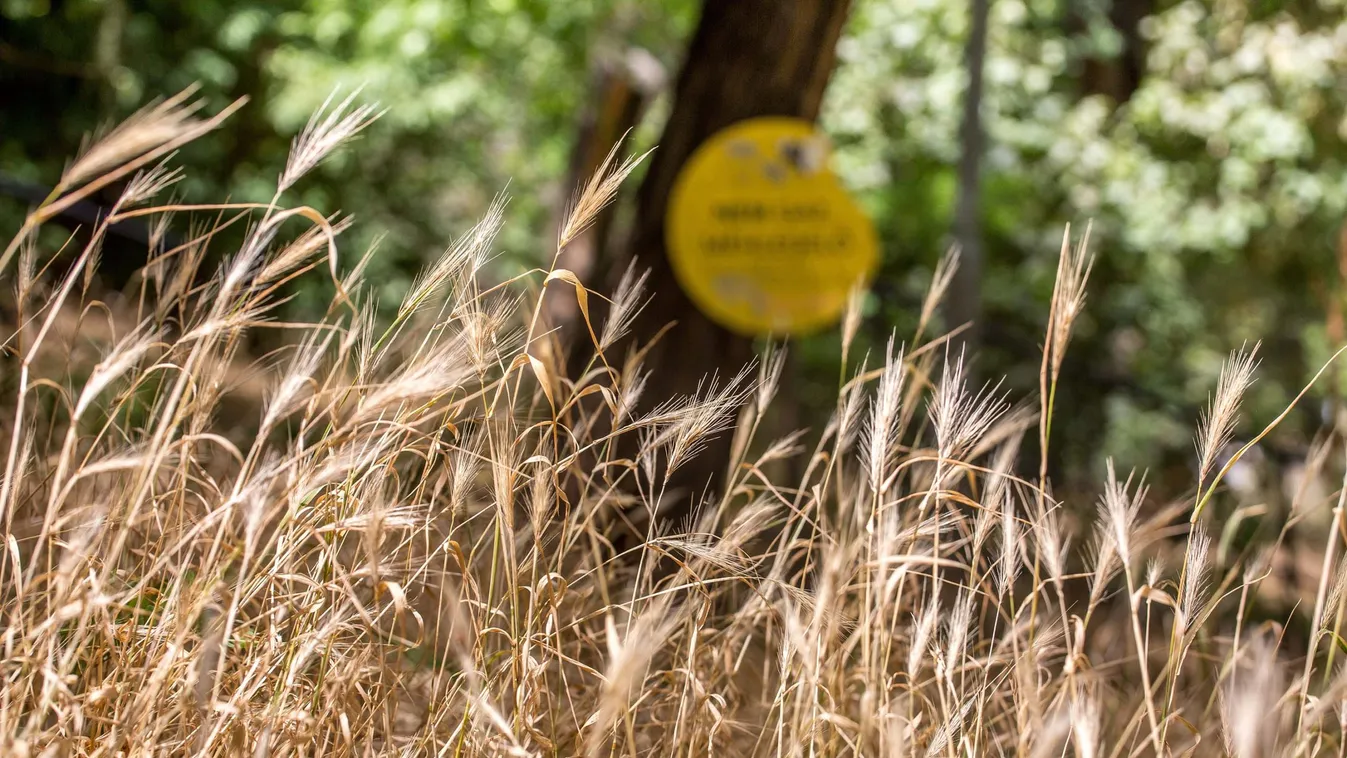 Anyáznak a kutyások a méhlegelők miatt: veszélyes lehet az ebekre!