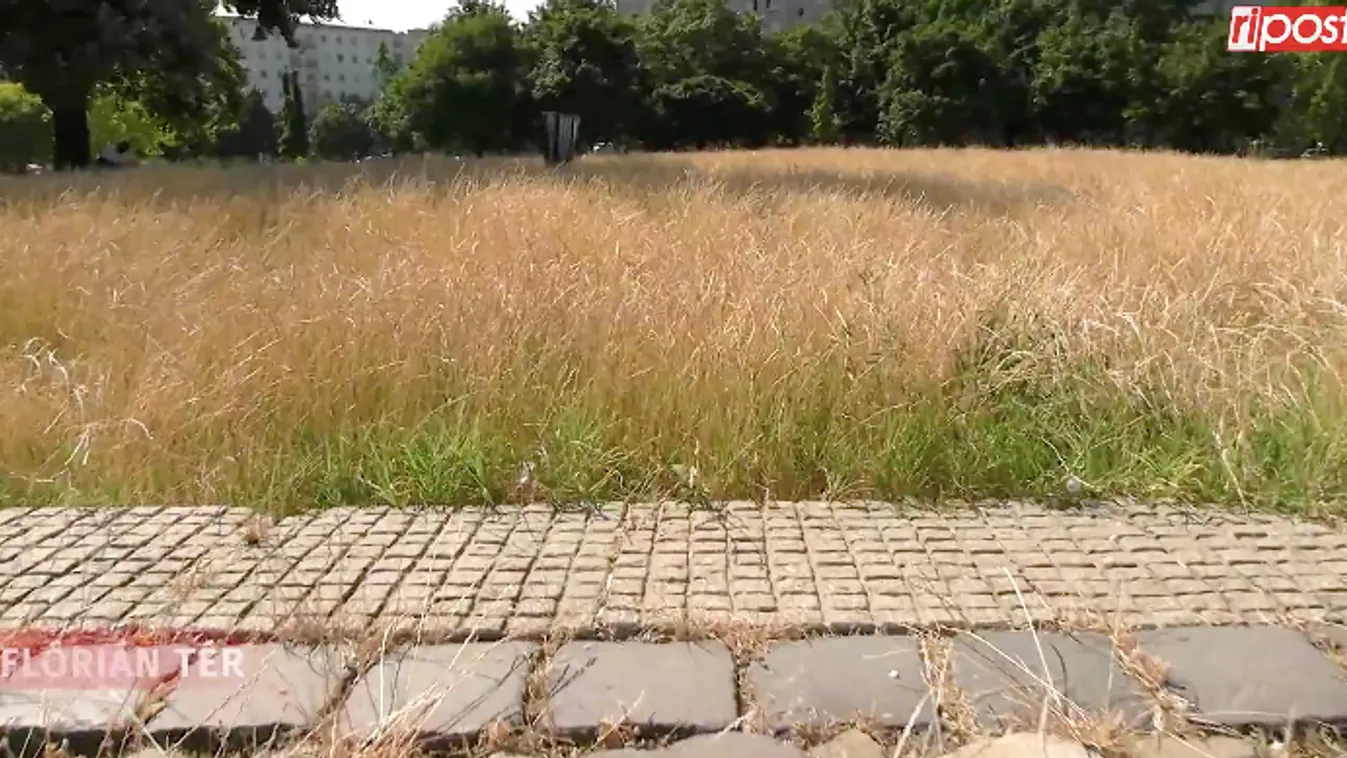 Döbbenet: tűzveszélyes méhlegelő Óbudán – Videó