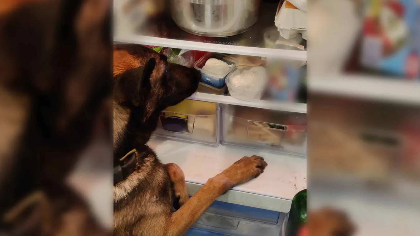 „Még valamit adhatok?” - pult alól árulta a drogot a dohányboltban – Videó