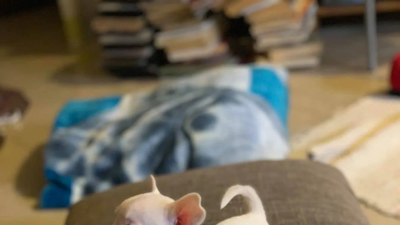 Egy Örs vezér téri koldus kezében ismerte fel gazdája elveszettnek hitt kutyáját