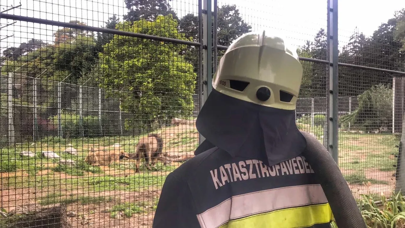 Felkészültek az oroszlántámadásra Debrecenben – elképesztő fotók