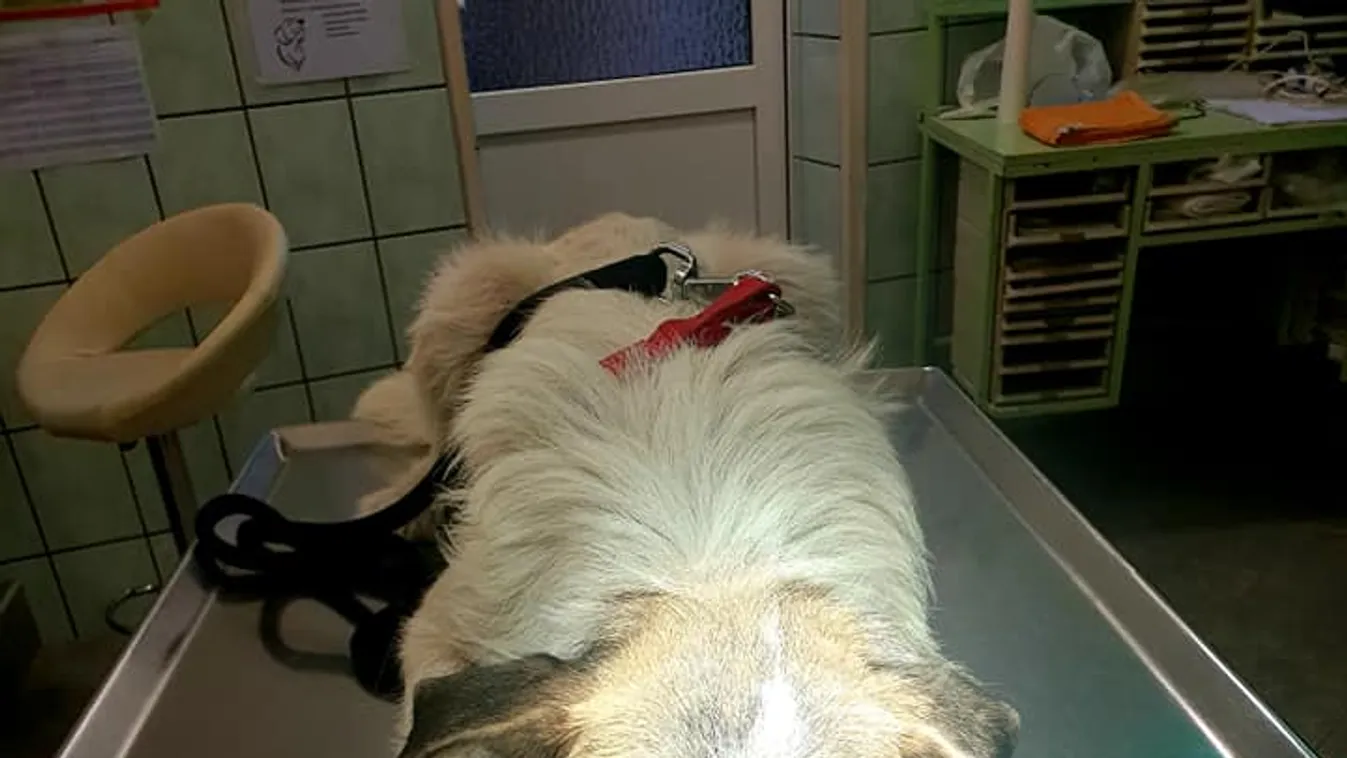 Elképesztő, mit tettek ezzel a kutyussal, de hosszan küzdött az életéért és túlélte!