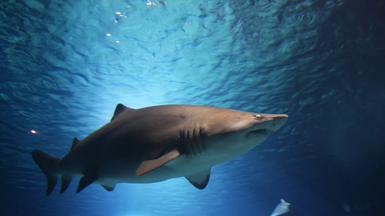 Visszatér a cápa a magyarok kedvenc nyaralóhelyére? Itt már magyar áldozat is volt!