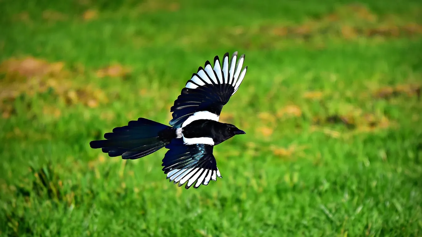 Sok szörnyűséget láttam már, de ez mindenen túltett: édes kisbaba halála sokkolta a járókelőket