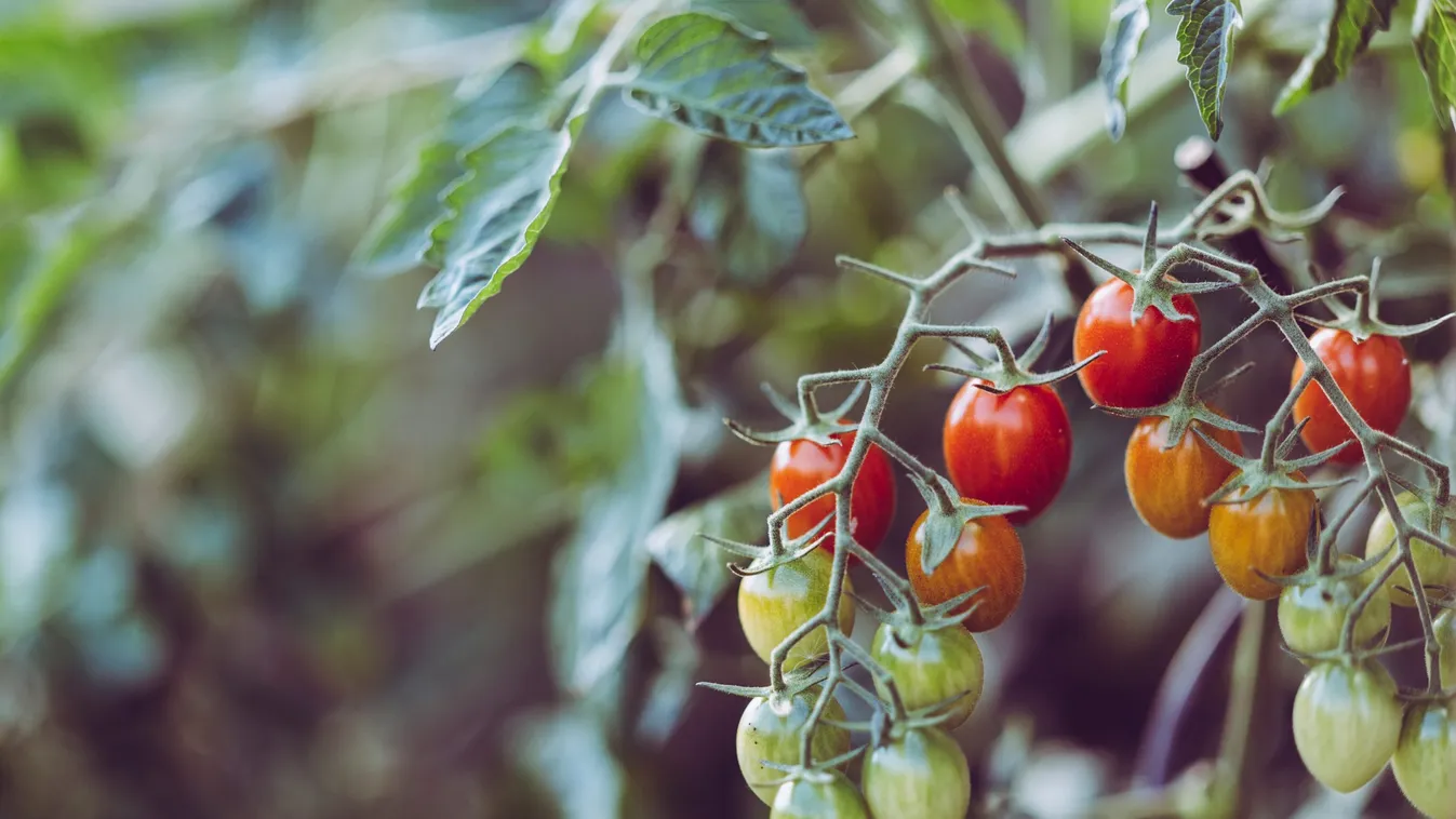 Itt a nagy paradicsomtrükk, ha így gondozod, még októberben is szedni fogod