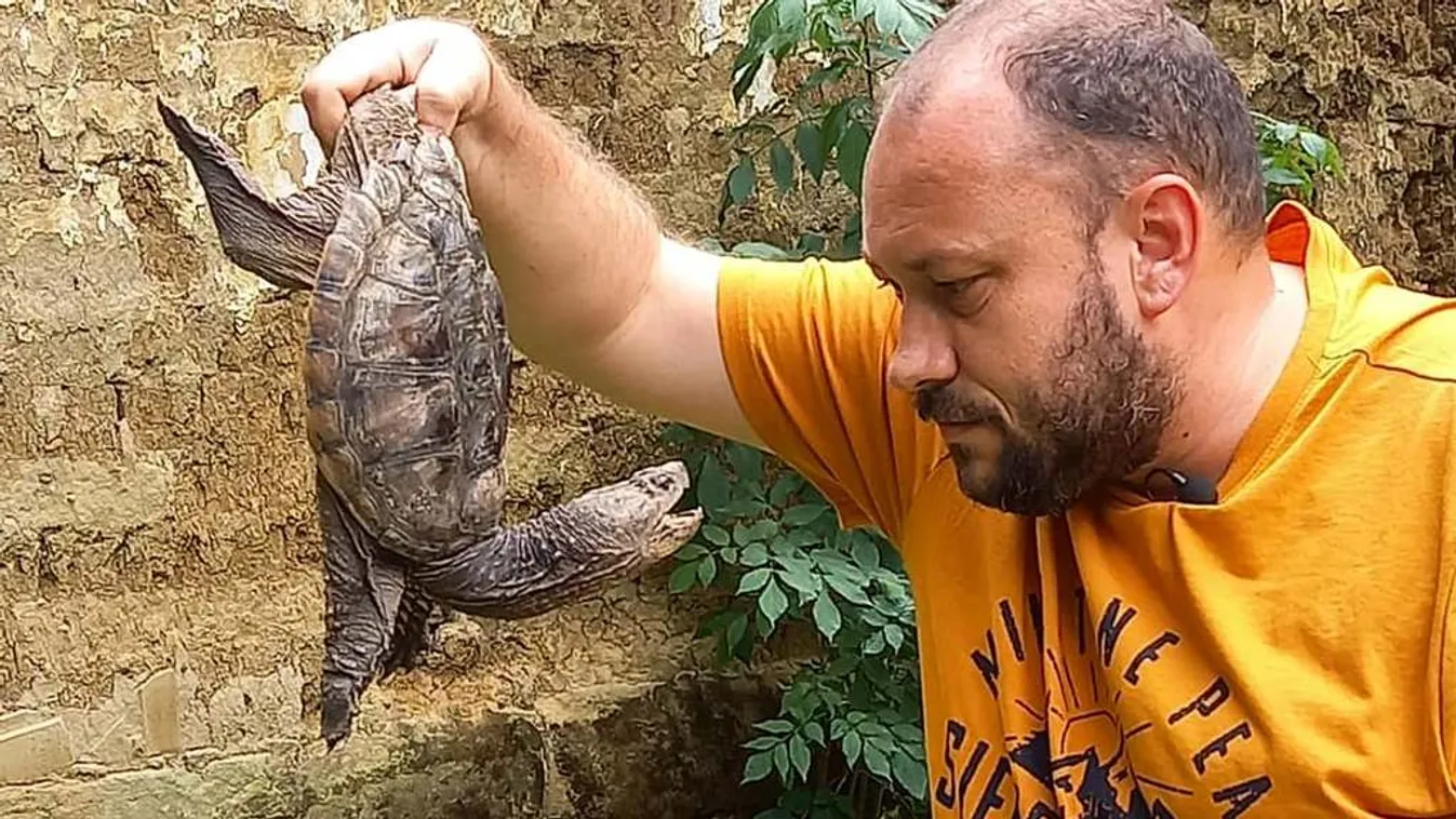 Focilabdának nézték az aligátorteknőst, riadóztatni kellett a specialistát