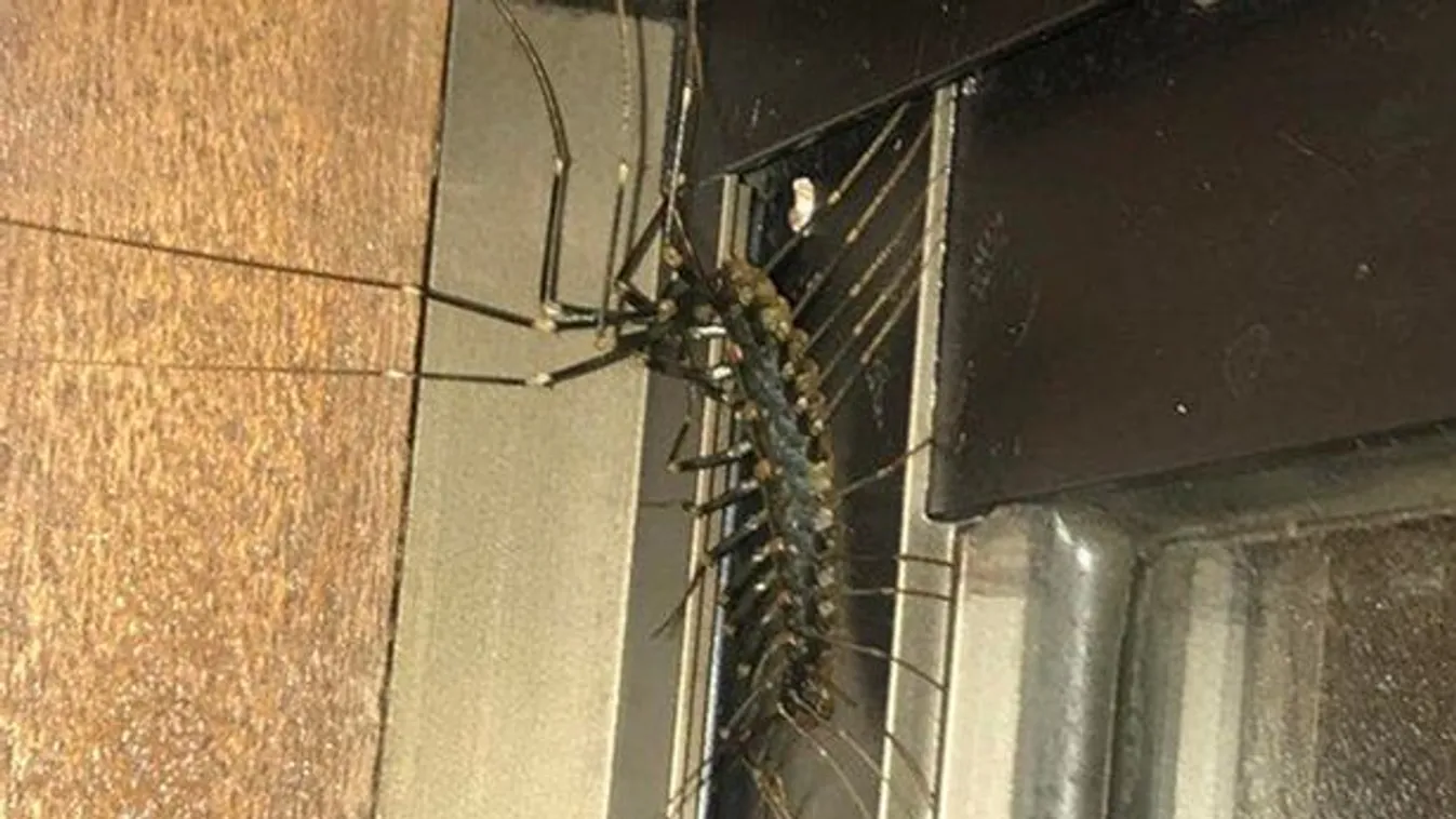 Olyan mutáns lény tűnt fel a férfi otthonában, hogy szegény azonnal sokkot kapott - Fotó