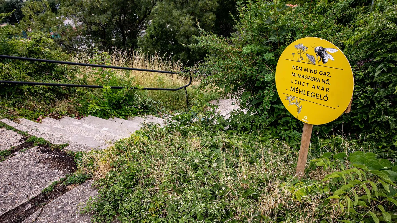 Karácsony-káosz: parlagfűdzsungel lett a méhlegelőkből