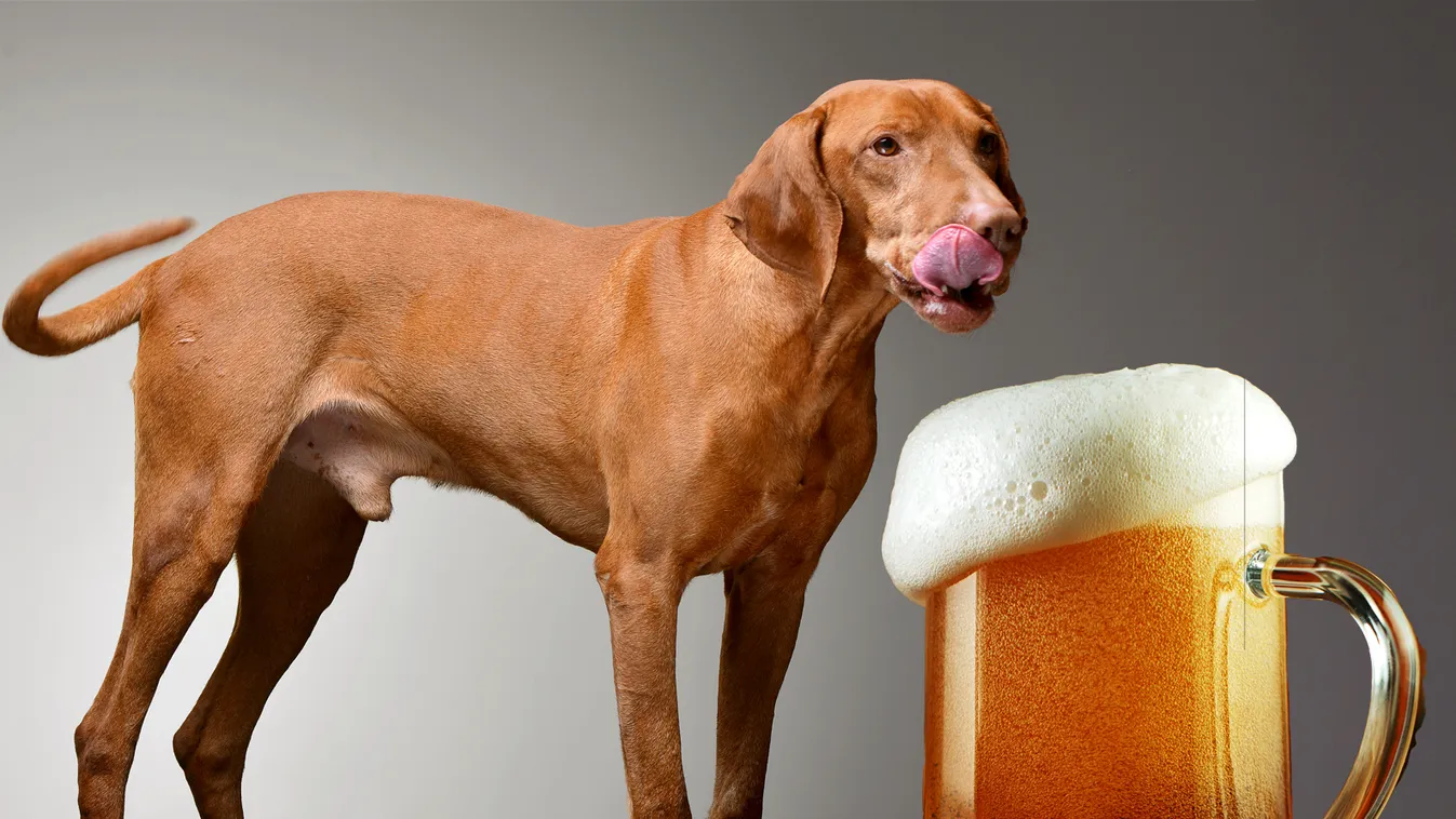 Eldobod az agyadat: Itt a vizslasör