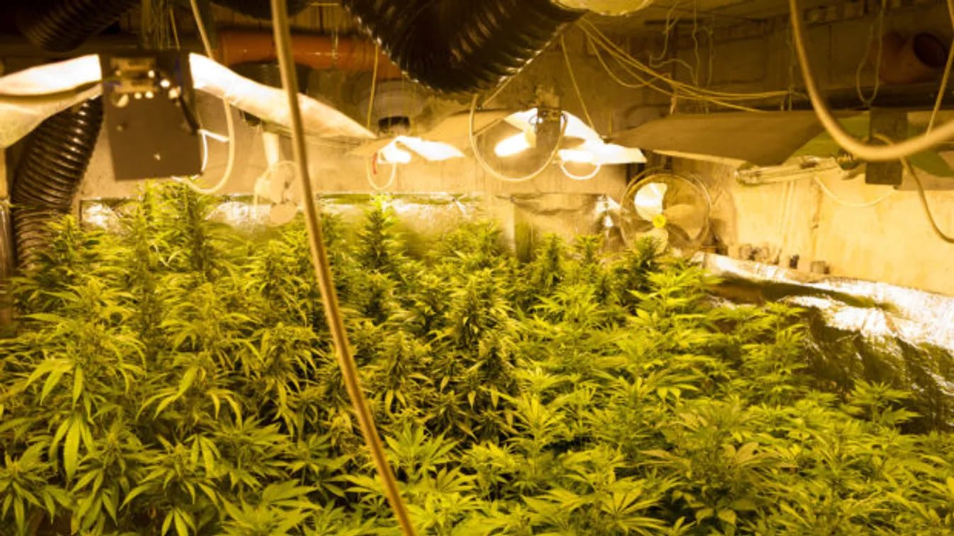 Lopott árammal termesztett drogot a család, döbbenetes videó