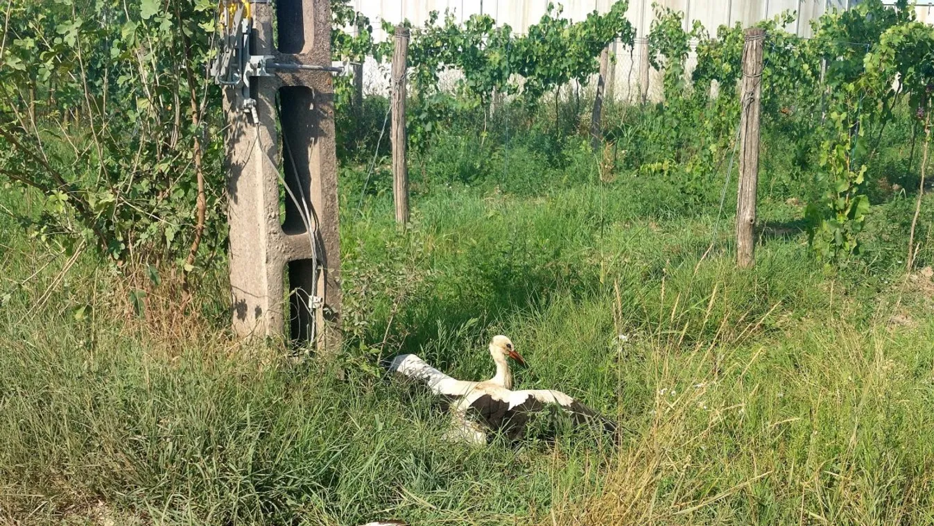 Megrázó fotók: 26 gólyát ütött agyon az áram Kecskeméten