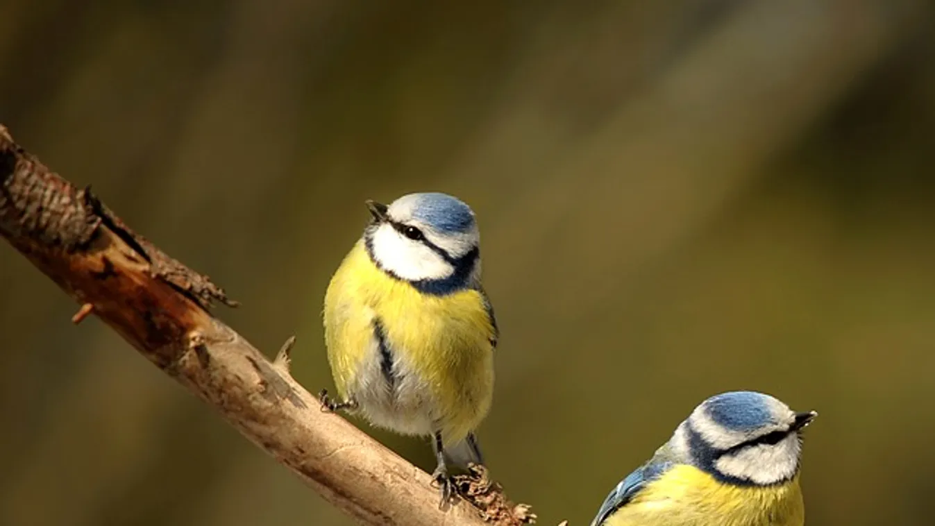 Most állj neki a tervezésnek, ha madárbarát kertet akarsz