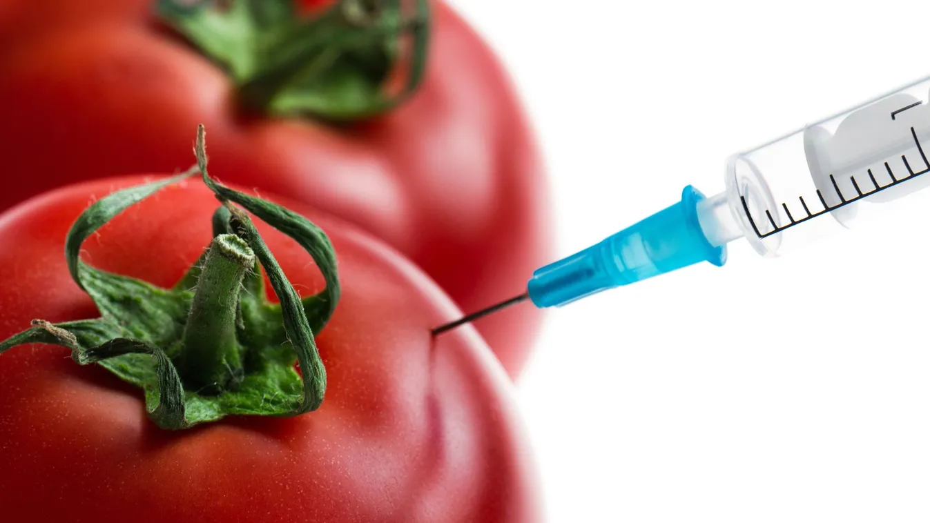 Hihetetlen, de igaz: génmódosított paradicsomból készülhet az új generációs koronavírus-vakcina