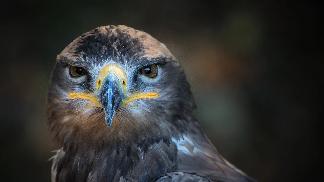Fotók a helyszínről, szombaton kezdődik a Vadászati Világkiállítás