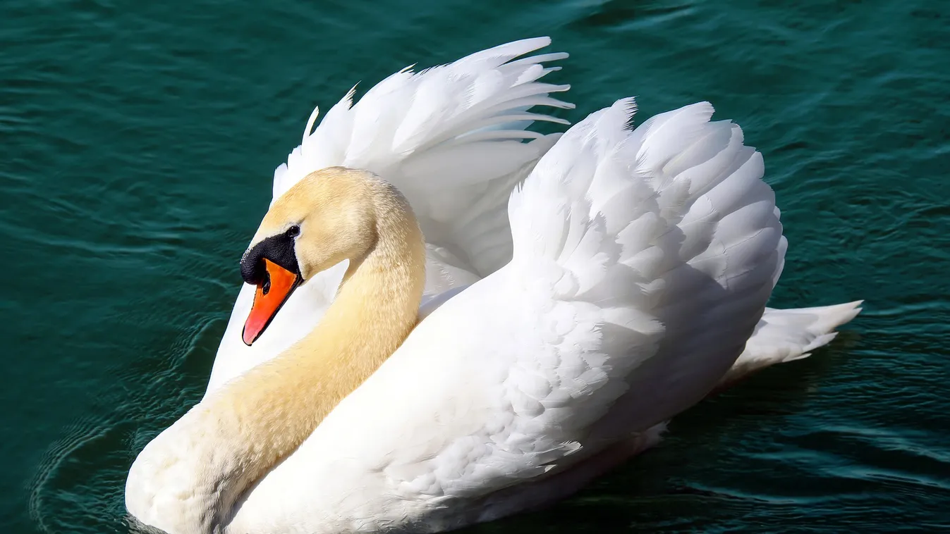 Elég volt: ez történt a Miskolctapolcán kisgyermekekre támadó megvadult hattyúval