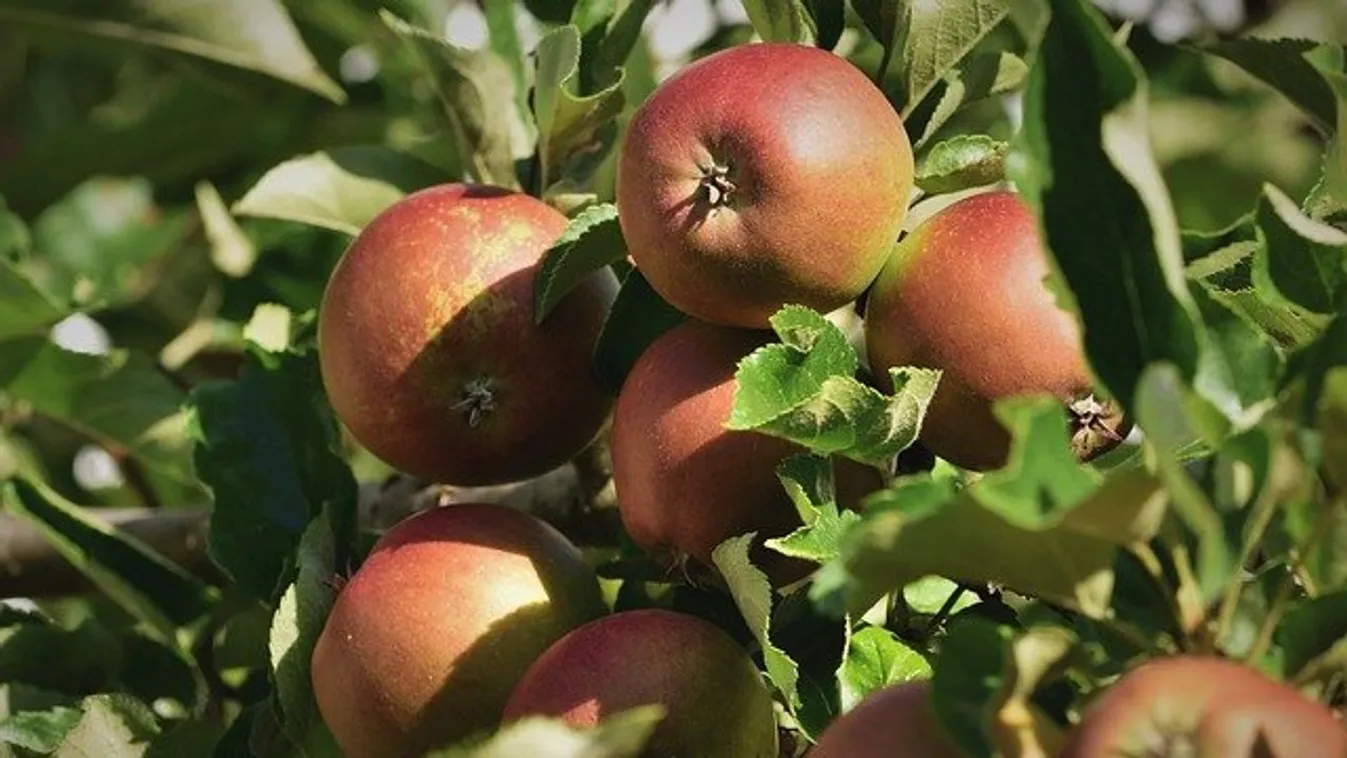 Így tárold az almát, hogy egész télen friss maradjon
