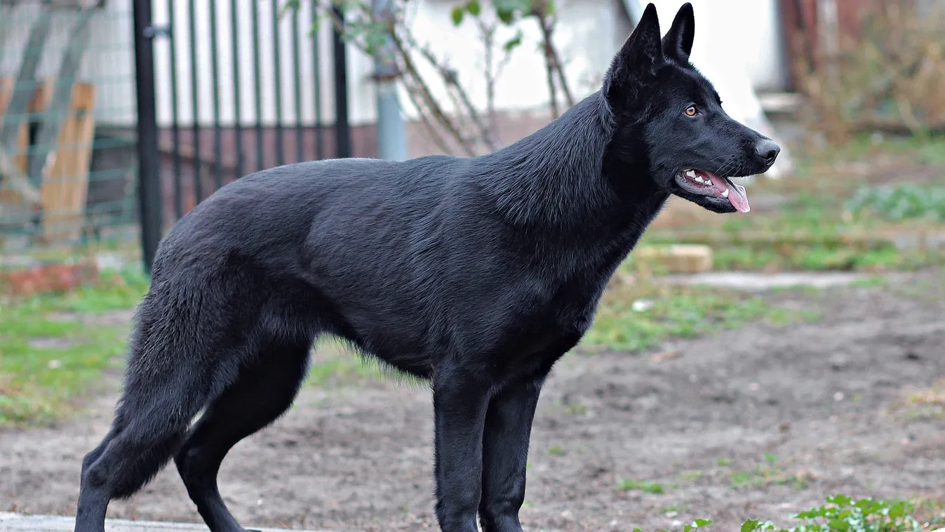 Szívszorító: Így küzdöttek napokig az állatvédők a bajba került Csucsuka életéért – videó