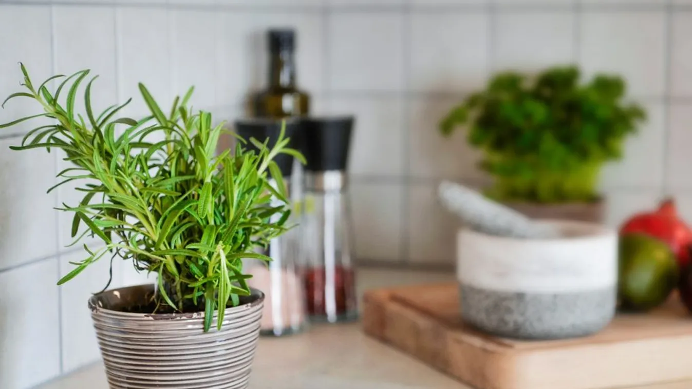 Ezeket a fűszernövényeket ültesd el télre, mindig lesz friss zöldfűszer a konyhában!