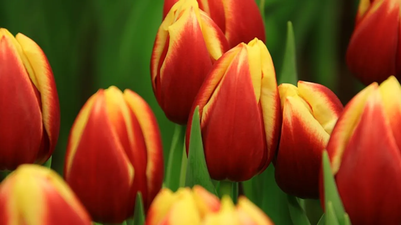 Szeretnéd, hogy nálad is pompázzanak tavasszal a tulipánok? Ezt kellene most tenned