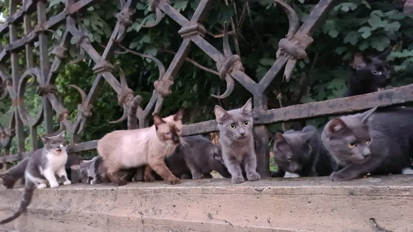 Nem hiszed el, milyen állatok lepték el a Rudas-fürdő környékét - már élelemért kuncsorognak