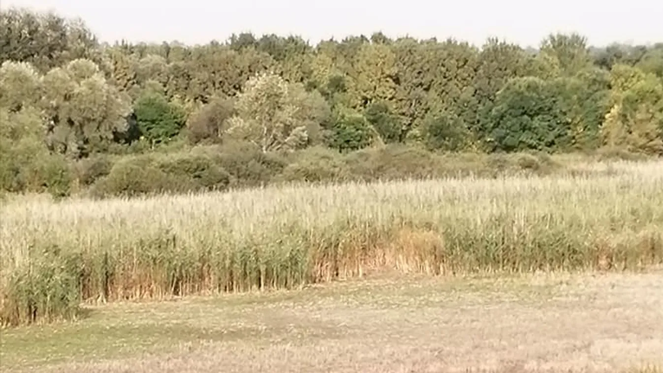 Kis oázis Budapest szívében: kiszáradt a Merzse-mocsár