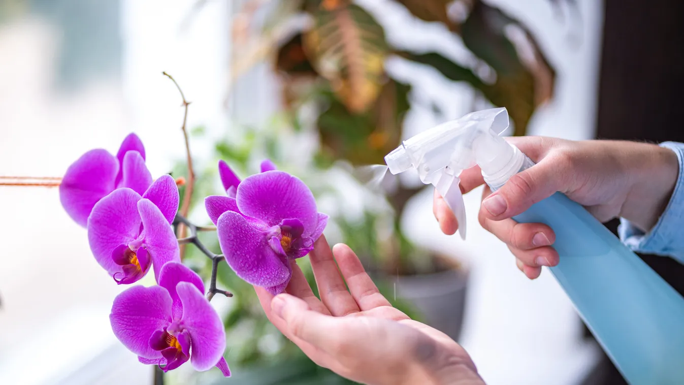 Így gondozd ősszel az orchidád, hogy csodás virágokat hozzon