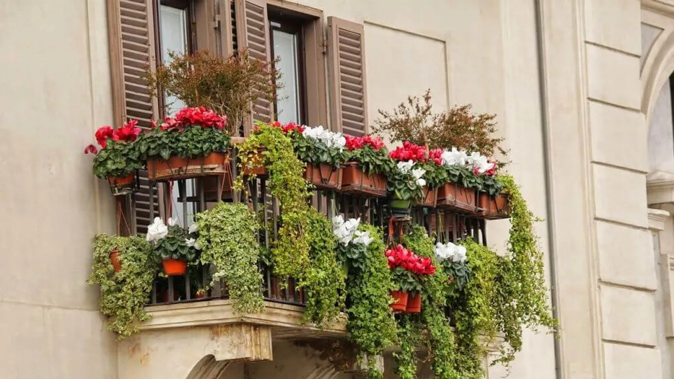 Ezt ültesd őszre az erkélyre, tavaszig pompázik a hidegben