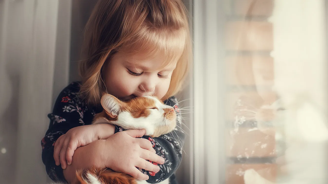 Hihetetlen, milyen tanácsokat kapott a magyar anyuka, akinek kismacskát akart a gyereke