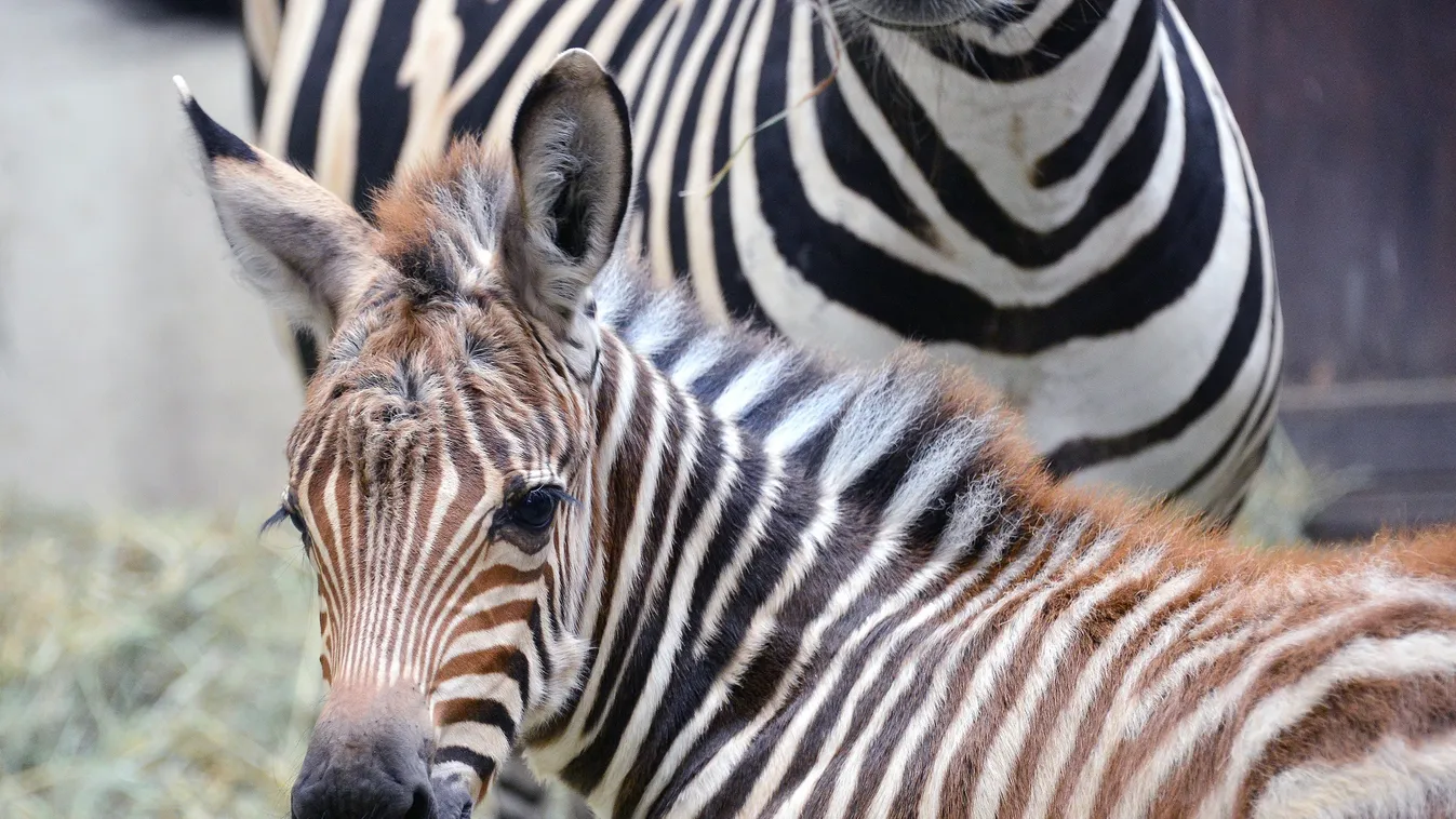 Ennél cukibb ma nem lesz: zebracsikó született az állatkertben