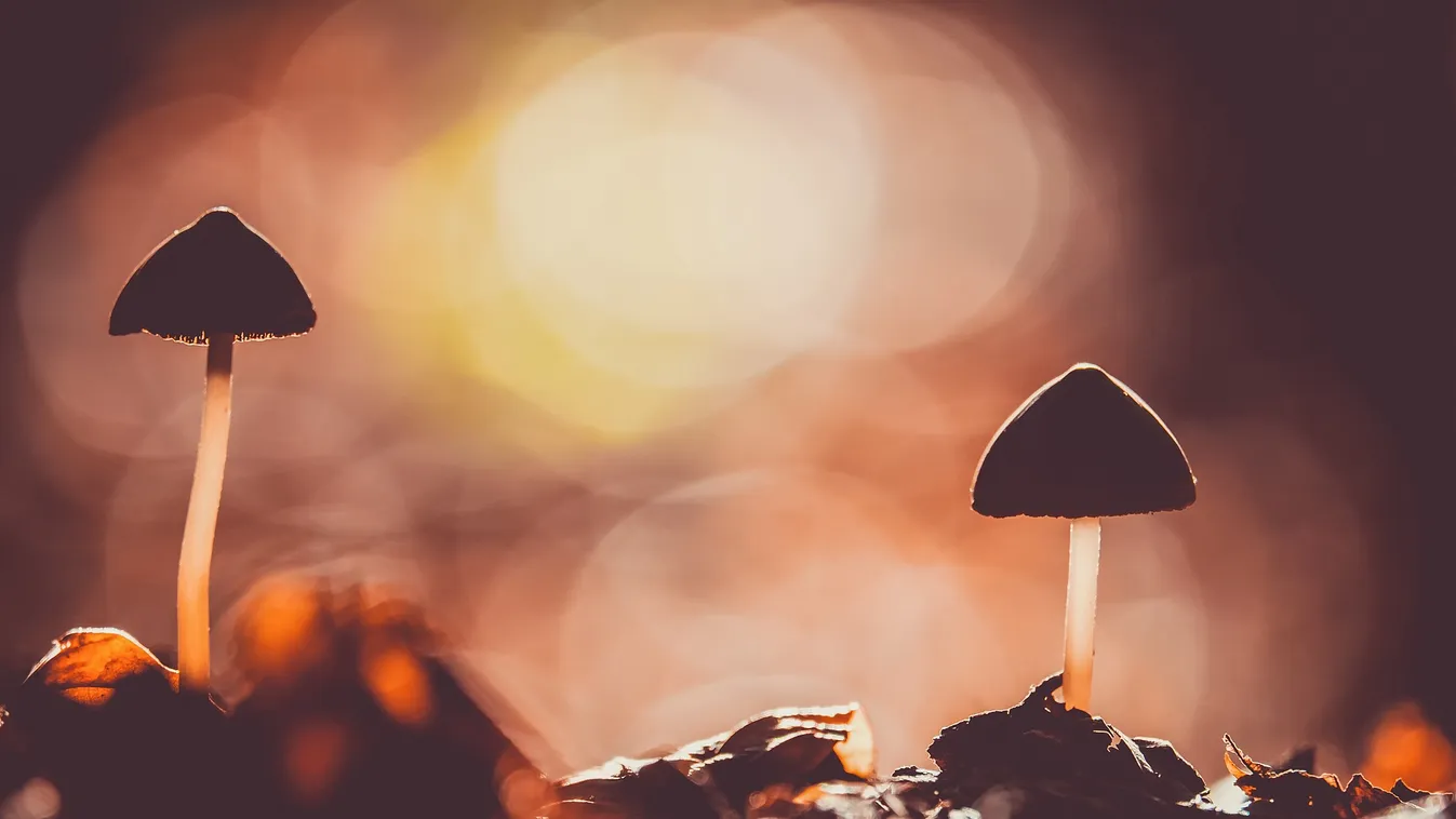 Indul az őszi gombaszezon: egy hiba is halálos lehet!