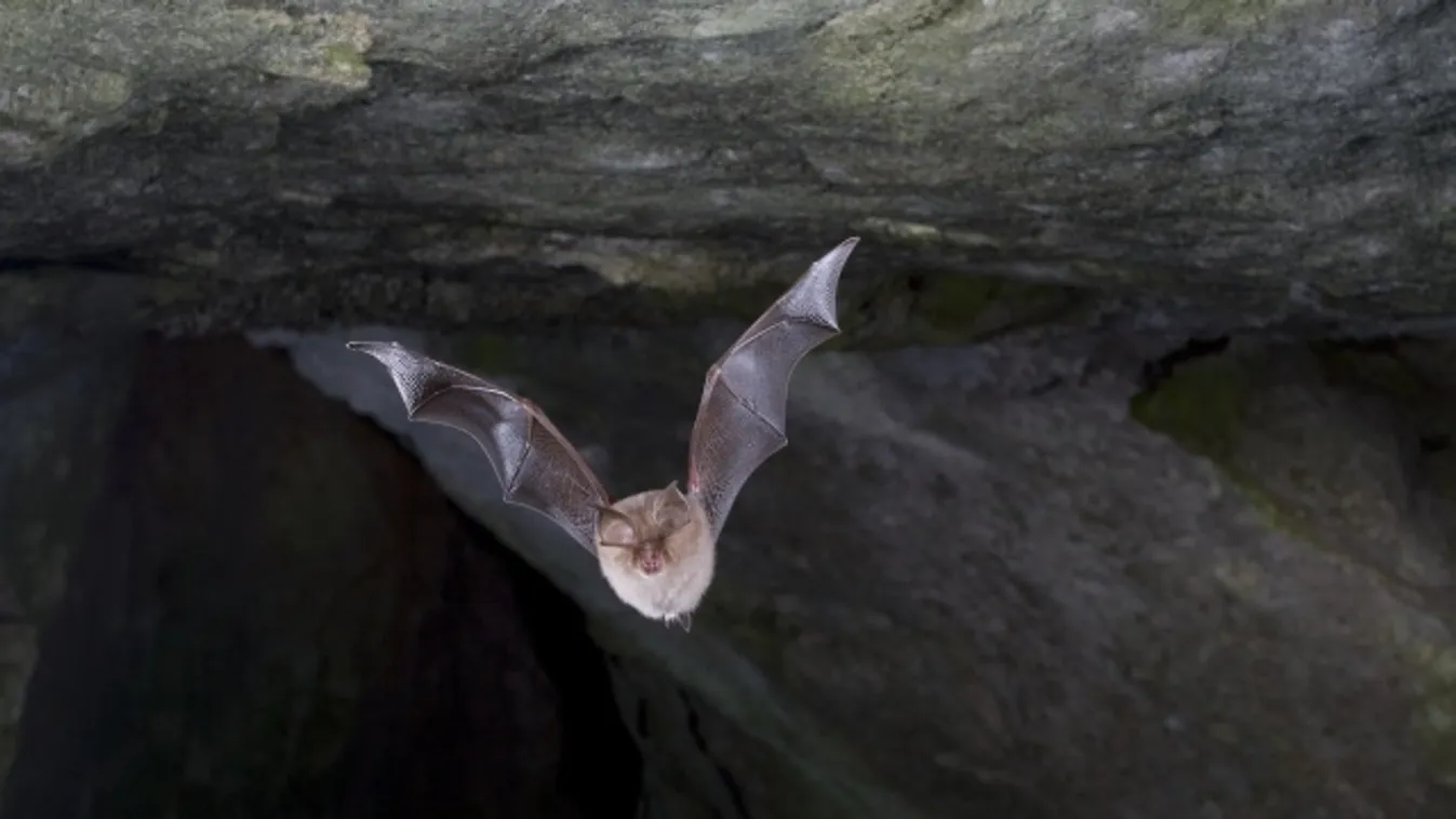 Újabb felfedezés bizonyítja, hogy nem mesterséges eredetű a SARS-CoV2