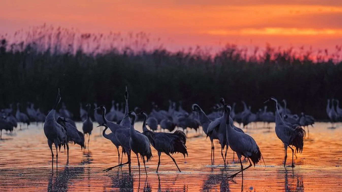 Gyönyörű látvány: daruinvázió van a Hortobágyon