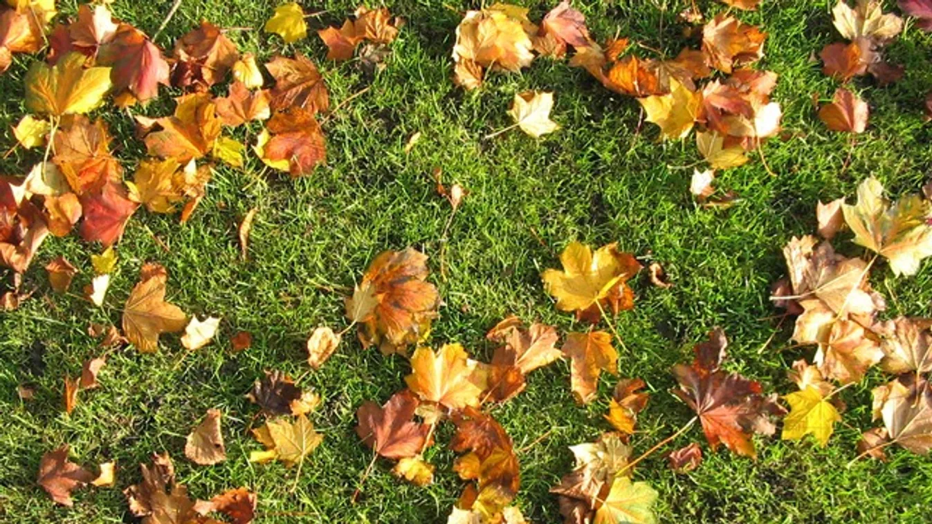 Mi történik a gyeppel, ha nem szeded le róla az őszi falevelet?