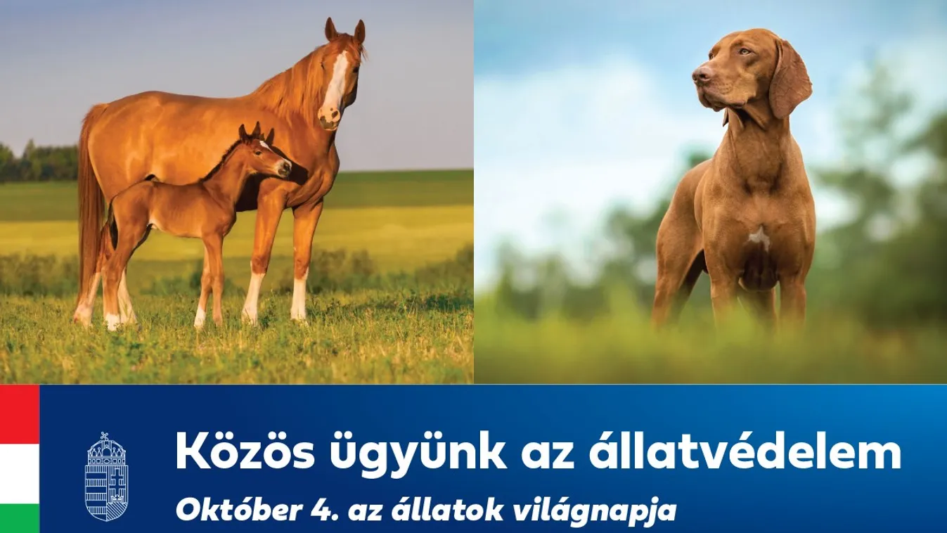 Fontos bejelentést tett a kormány, kódexet írnak alá