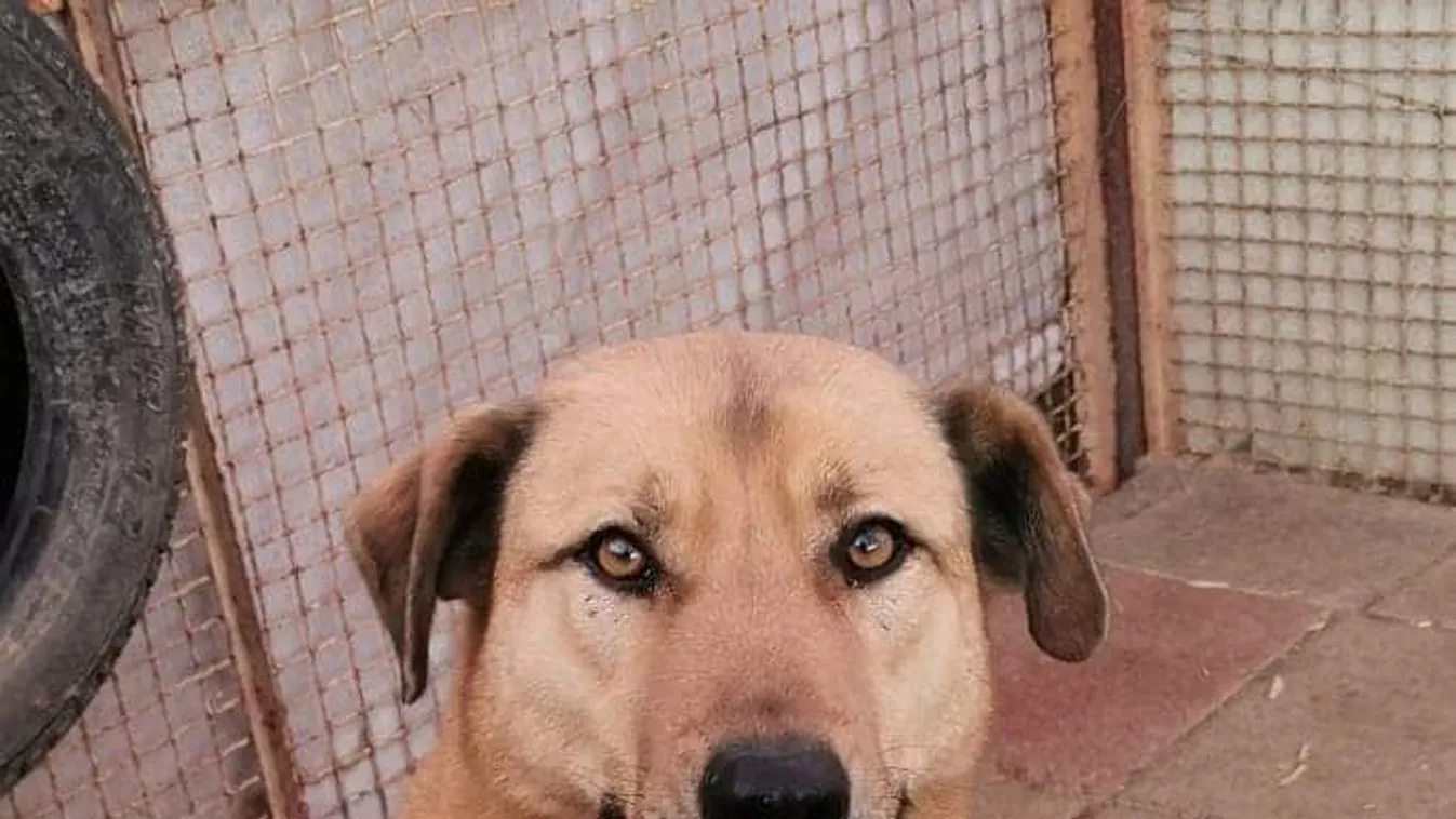 Feladta az állását a kutyák miatt, de most bajba került