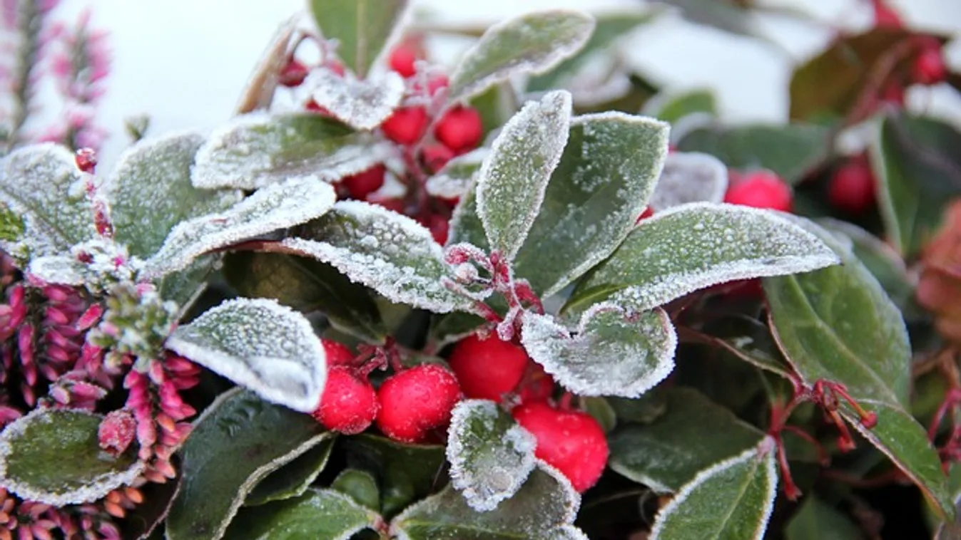 Hidegtűrő virágok, ezekkel ültesd tele a teraszt