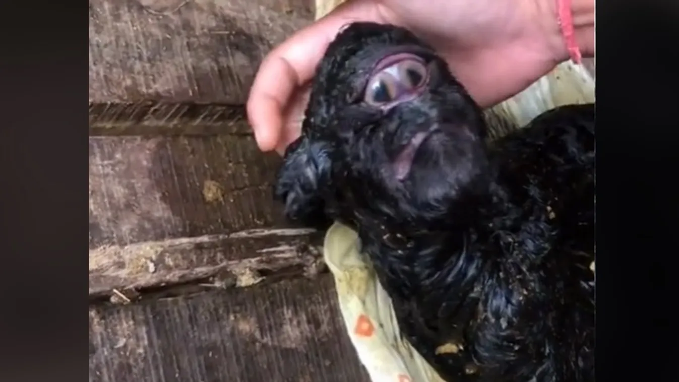 Sokkot kapott a gazda, miután meglátta milyen szörnyet ellett a báránya