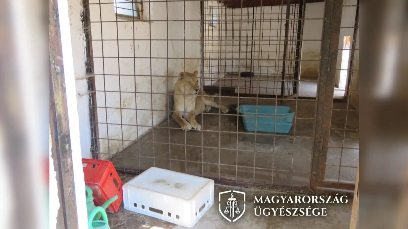 Veszélyes állatokat tartott a magánállatkertjében az érdi férfi - ez lett a vége