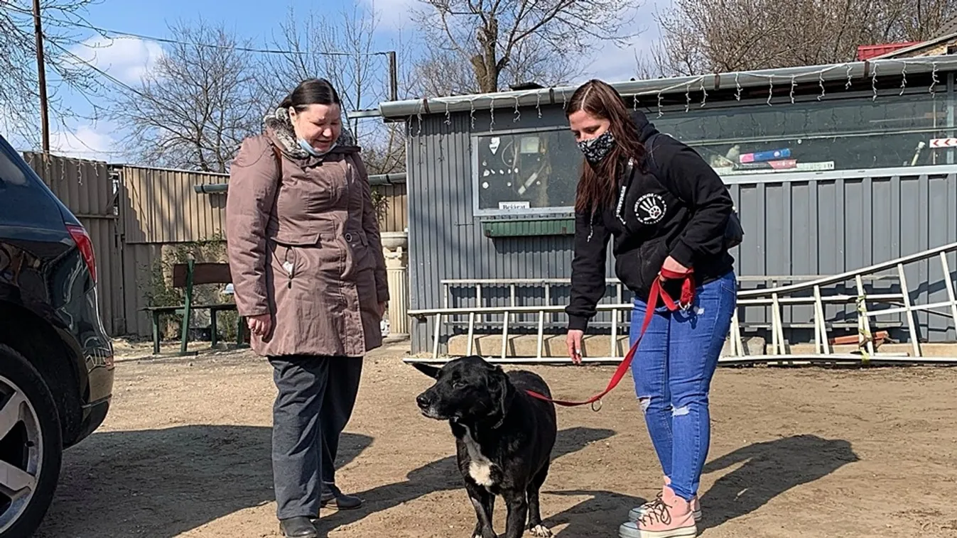 Elképesztő dolog történt Misával, az Illatos úti ebtelep rekorder kutyájával