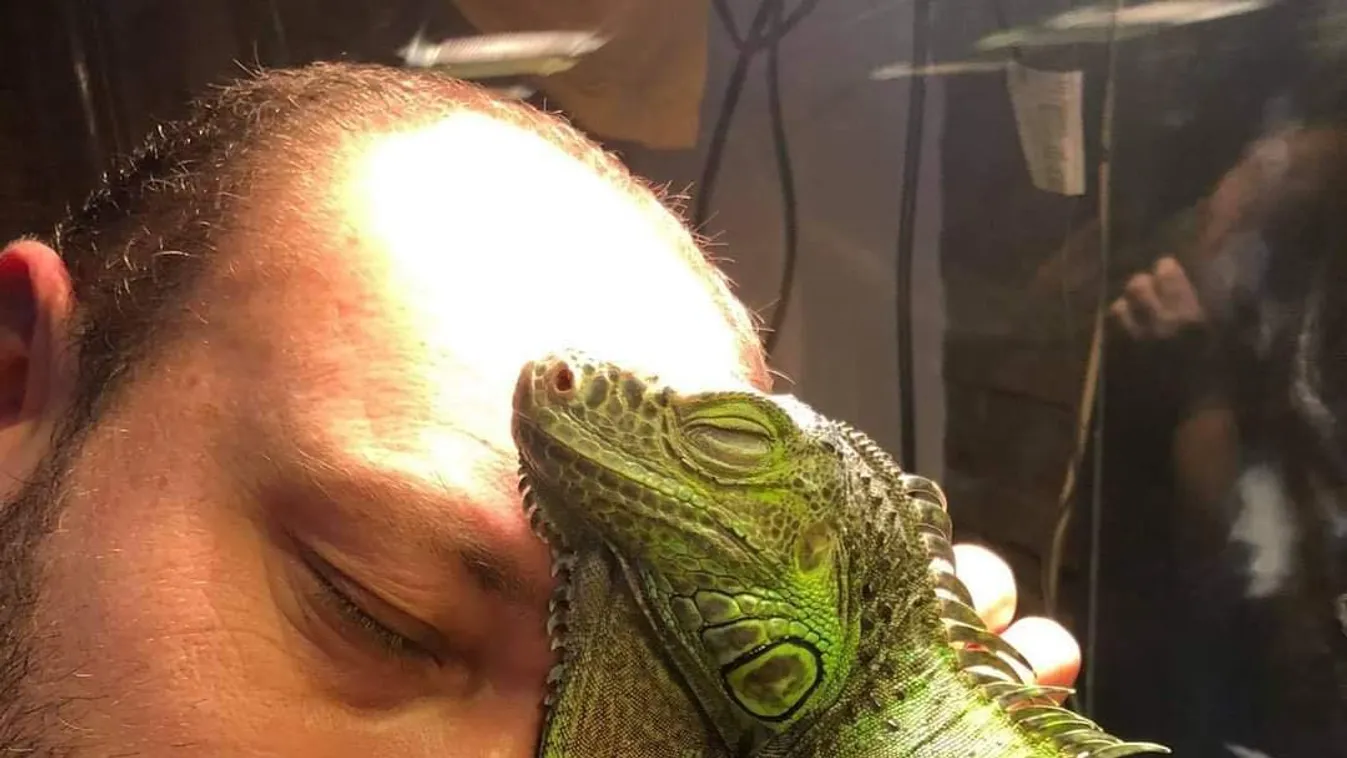 Leguánján keresztül üzent a magyar vadállatbefogó