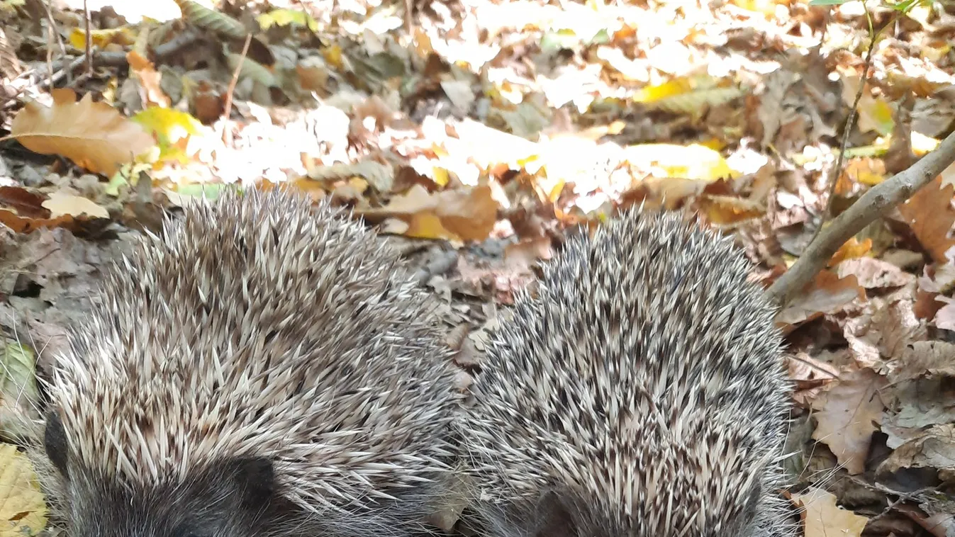 Nem fogod elhinni, milyen állatok lepték el Budapest utcáit